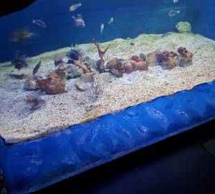 Aquarium'das Rote Meer in Mini Format.