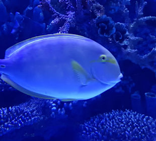 Schnorcheln Avsallar