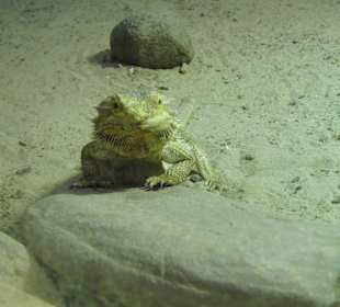 WildparkImpression September 2013