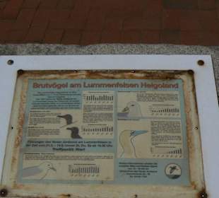 Brutvögel am Lummenfelsen