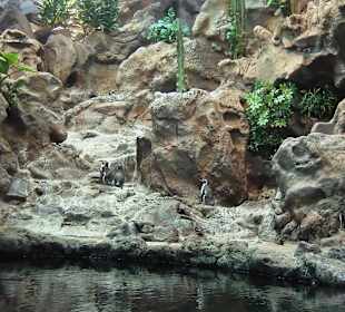 Loro Parc,Gran Canaria