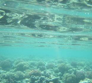 Unter dem Meer beim Hotel Aldiana Makadi Bay