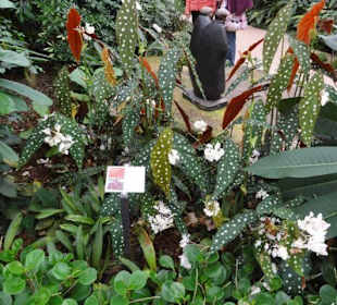 Raffeiner Orchideenwelt