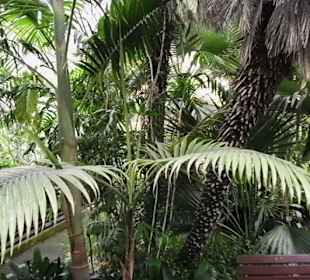 Palmenhaus