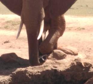 Rote Elefanten im Tsavo Ost