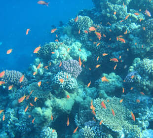 Hausriff Arabia Azur Resort