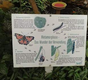 Vom Ei bis zum Falter