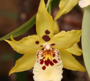 Jardim Orquidea