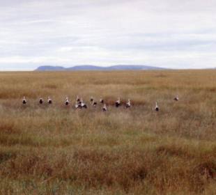 da sind unsere Störche