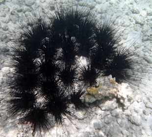 Ежи - Hotel Tropitel Sahl Hasheesh