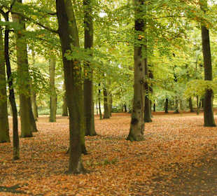 Schützenholz Bevensen