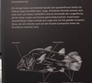 Dinosaurier Museum Altmühltal