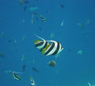 Schnorcheln, wie in einem Aquarium 