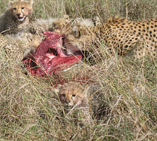Cheeters in Maasai Mara Ntional Park