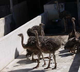 Junge Strauße