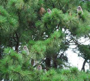 Małpki w świątyni