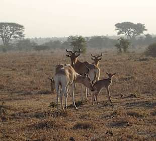 Löwenfutter im Nairobi Nationalpark
