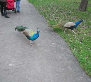 Mala Strana Vojanovy Sady