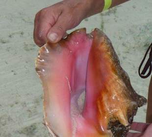 Conch Muschel