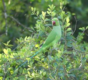 Grüner Sittich auf grünem Ast