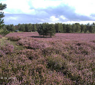 Blühende Heide