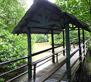 Mangroven-Wald