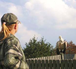 Aug in Aug mit freifliegendem Gänsegeier