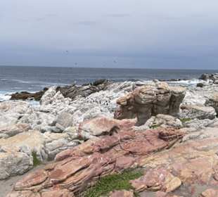 Auch etwas entfernt noch unzählbar viele Pinguine