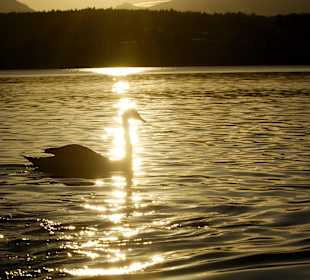 Abendstimmung am See