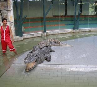 Crocodile show in Sharm