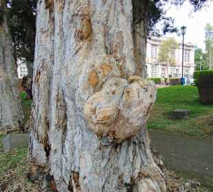 Stadtrundgang San José