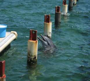 Delphin bei der Fütterung