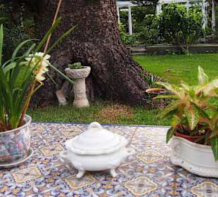 Verträumtes Orchideengarten