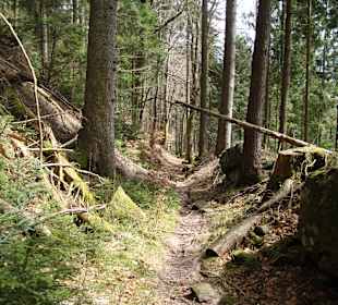 Wandern Im Wald