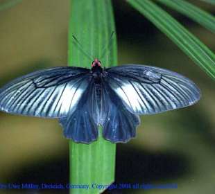 Butterfly Park - Schmetterlingspark