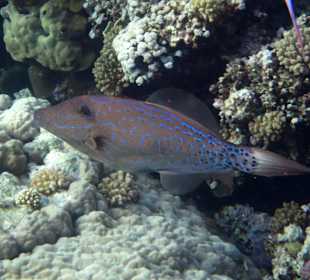 Schrift Feilenfisch