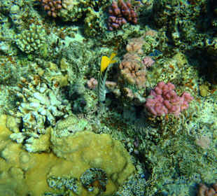 Rafa przy hotelu Resta Reef Resort 