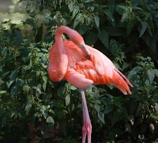 Rosa Flamingo