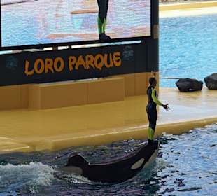 Orca - Show in Loro Parque