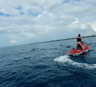 Die Delphine und wir