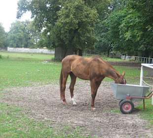 Park przy Pałacu w Nieborowie