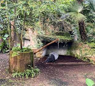 Gondwanaland