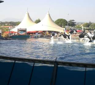 Orca Show Marieneland Antibes