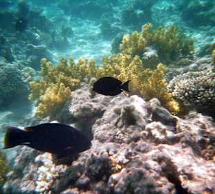 Schnorcheln Makady Bay