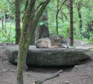 Tierpark Hellabrunn