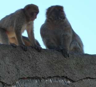 Macachi a Gibilterra