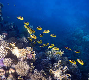 Schnorcheln Marsa Alam