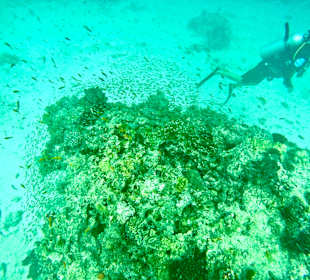 Schnorcheln Kiwengwa Beach