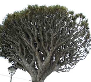 Drachenbaum