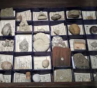 Blick in die Sammlung des Naturkundemuseums